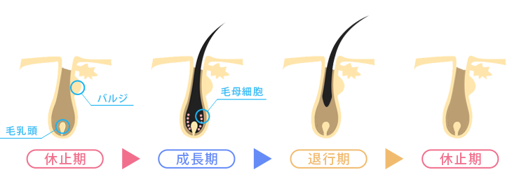 毛周期